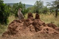 Cheetah looks round sitting on termite mound