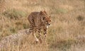 Cheetah loping along through dried grass Royalty Free Stock Photo