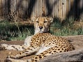 Cheetah Lounging About On A Sunny Afternoon