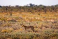 Cheetah lurking for prey at sunset in the Etosha National Park, Namibia Royalty Free Stock Photo