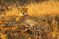 Cheetah lying in Africa