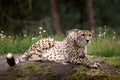 Cheetah Royalty Free Stock Photo