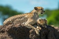 Cheetah lying by cubs on termite mound Royalty Free Stock Photo