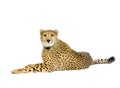 Cheetah lying down Royalty Free Stock Photo
