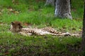 Cheetah lying down Royalty Free Stock Photo