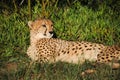 A cheetah lying down at Kragga Kamma Game Park, South Africa