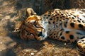 A cheetah lying down in the sun Royalty Free Stock Photo