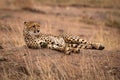 Cheetah lying on earth bank amongst grass Royalty Free Stock Photo