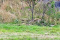 Camouflaged Cheetah at the Zoo Royalty Free Stock Photo