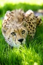 Cheetah lying in grass Royalty Free Stock Photo