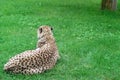 Cheetah Royalty Free Stock Photo