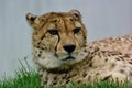 Cheetah Royalty Free Stock Photo