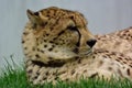 Cheetah Royalty Free Stock Photo