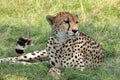 Cheetah Lying in the Grass Royalty Free Stock Photo