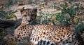 Cheetah lying in the grass Royalty Free Stock Photo