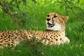 Cheetah lying on grass Royalty Free Stock Photo