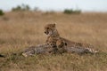 Cheetah lying in grass with its babies in Masai Mara national reserve, Kenya, Africa Royalty Free Stock Photo