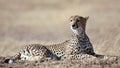 Cheetah lying on the grass and looks afield Royalty Free Stock Photo