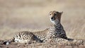 Cheetah lying on the grass and looks afield