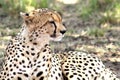 Cheetah lying on the grass in the savannah. Masai Mara National Reserve, Kenya Africa Royalty Free Stock Photo