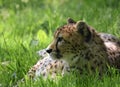 Cheetah Head and Face focus in Grass Royalty Free Stock Photo