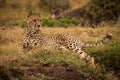Cheetah lying on grassy bank looking right Royalty Free Stock Photo