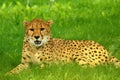 Cheetah lying on green grass Royalty Free Stock Photo