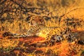 Cheetah lying red desert