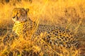 Cheetah lying in savannah