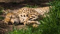 Cheetah lying in shade Royalty Free Stock Photo