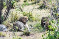 Cheetah lying in the shade of a bush in the savannah Royalty Free Stock Photo