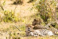 Cheetah lying in the shade of a bush in the savannah of the Mara Royalty Free Stock Photo