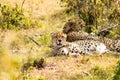 Cheetah lying in the shade of a bush in the savannah of the Mara Royalty Free Stock Photo