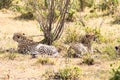 Cheetah lying in the shade of a bush in the savannah of the Mara Royalty Free Stock Photo