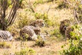 Cheetah lying in the shade of a bush in the savannah of the Mara Royalty Free Stock Photo