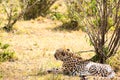 Cheetah lying in the shade of a bush in the savannah of the Mara Royalty Free Stock Photo