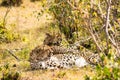 Cheetah lying in the shade of a bush in the savannah of the Mara Royalty Free Stock Photo