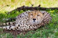 Cheetah lying in the shade on a hot afternoon in Kenya Royalty Free Stock Photo