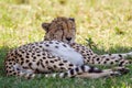 Cheetah lying in the shade on a hot afternoon in the Masai MAra Royalty Free Stock Photo