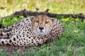 Cheetah lying in the shade on a hot afternoon in the Masai MAra Royalty Free Stock Photo