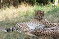 Cheetah lying in the shade Royalty Free Stock Photo