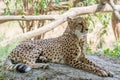 Cheetah lying in the shade Royalty Free Stock Photo