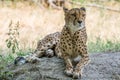 Cheetah lying in the shade Royalty Free Stock Photo