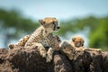 Cheetah lying on termite mound with cubs Royalty Free Stock Photo