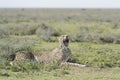 Cheetah lying and yawning on savanna, Masai Mara, Kenya Royalty Free Stock Photo