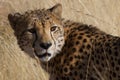 Cheetah, Madikwe Game Reserve