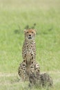 Cheetah Malaika sitting in a green grass seen at Masai Mara, Kenya Royalty Free Stock Photo