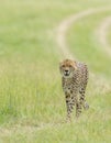 Cheetah Malaika walking in a green Grass seen at Masai Mara, Kenya Royalty Free Stock Photo