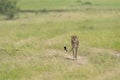 Cheetah Malaika walking in a green Grass seen at Masai Mara, Kenya, Royalty Free Stock Photo