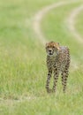 Cheetah Malaika walking in a green Grass seen at Masai Mara, Kenya Royalty Free Stock Photo